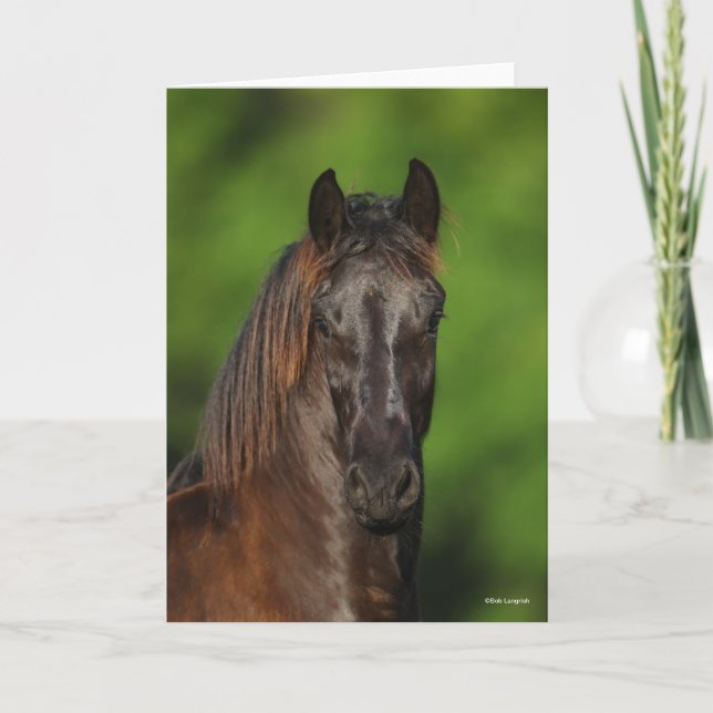 Carte Bob Langrish | Capture d'écran du cheval friésien (Devant)