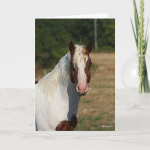 Carte Bob Langrish   Capture d'écran du cheval Pinto Haf