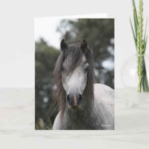 Carte Bob Langrish   Capture d'écran Gris Welsh Pony