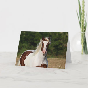 Carte Bob Langrish   Capture d'écran Pinto Haflinger