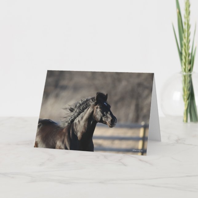 Carte Bob Langrish | Casque andalou de Mane Flow (Devant)