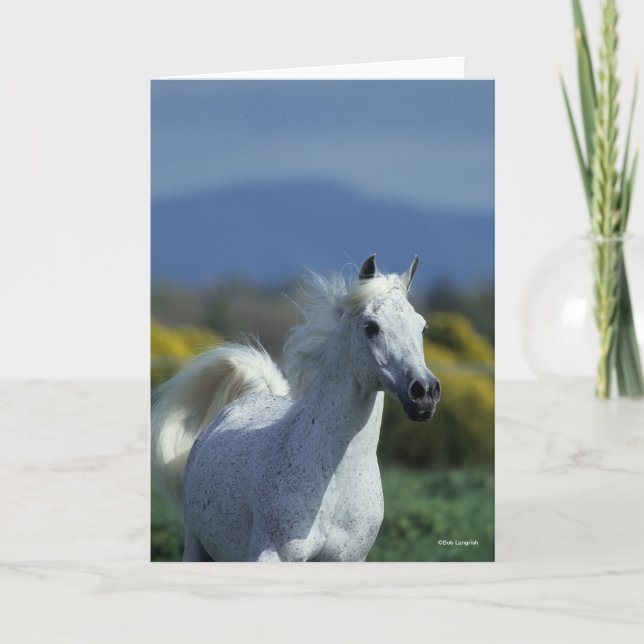Carte Bob Langrish | Casque arabe gris (Devant)
