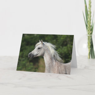 Carte Bob Langrish   Casque arabe gris