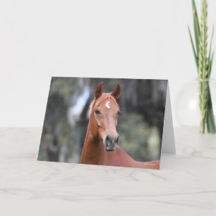 Carte Bob Langrish   Casque de châtaigne Oldenburg