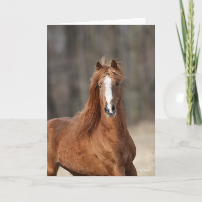 Carte Bob Langrish | Casque Hackney de châtaignes (Devant)