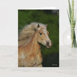 Carte Bob Langrish   Casque Palomino Haflinger