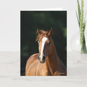 Carte Bob Langrish   Casquette Cheval Quartier Châtonnie