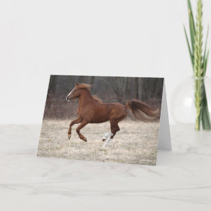Carte Bob Langrish   Chestnut Hackney Pony Running