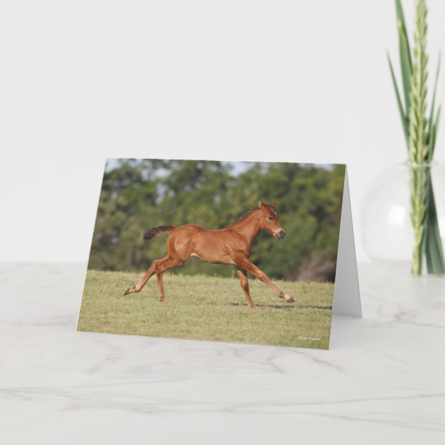 Carte Bob Langrish | Chestnut Quarter Cheval Foal Runer (Devant)