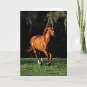 Carte Bob Langrish   Chestnut Warmblood Mare Running
