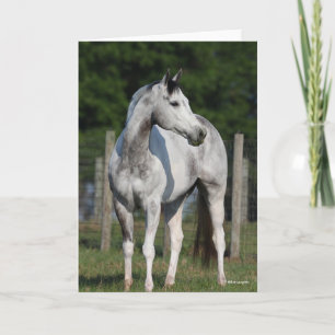 Carte Bob Langrish   Cheval Dapple Grey Quarter debout