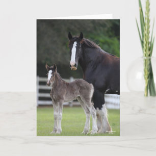 Carte Bob Langrish   Cheval Shire Mare et Foie debout