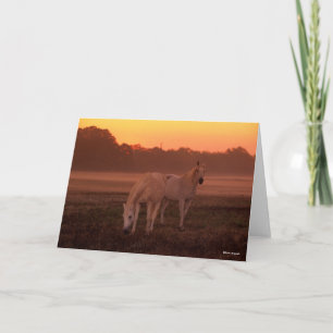 Carte Bob Langrish   Deux Chevaux arabes gris debout