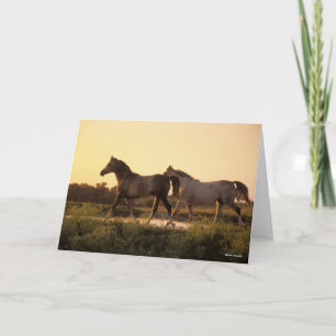 Carte Bob Langrish   Deux chevaux arabes marchant au cou