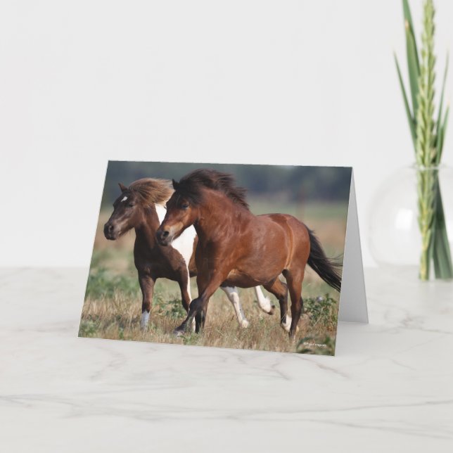 Carte Bob Langrish Deux Poney De Shetland Courent Ensemb (Devant)