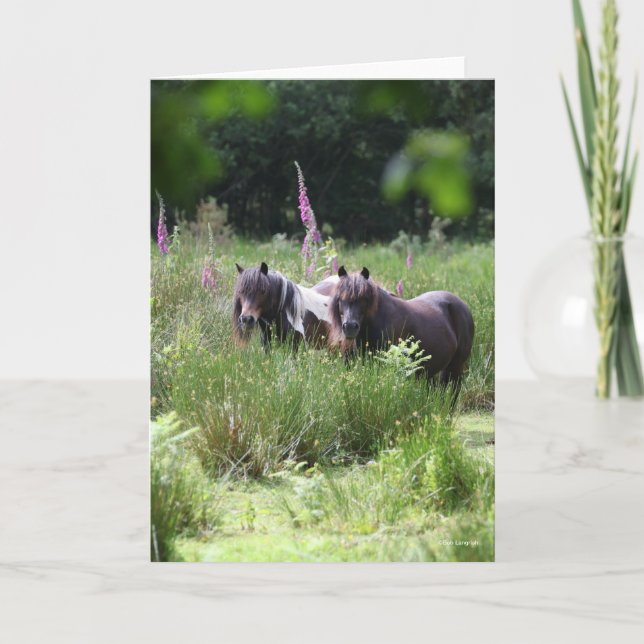Carte Bob Langrish Deux poneys Shetland se rassemblent (Devant)