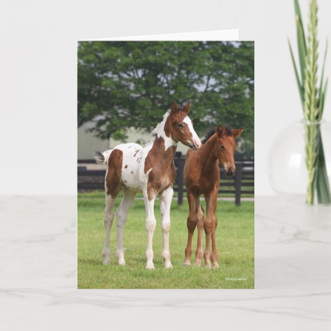 Carte Bob Langrish | Deux poulains du cheval sportif deb (Devant)