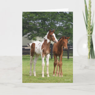Carte Bob Langrish Deux poulains du cheval sportif deb
