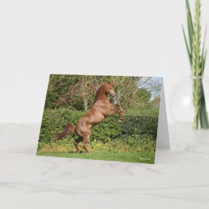 Carte Bob Langrish   Élevage d'étalons arabes en châtaig