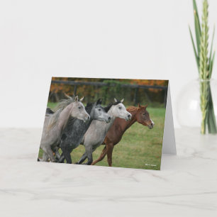 Carte Bob Langrish   Four Arab Horses Racing Headshot