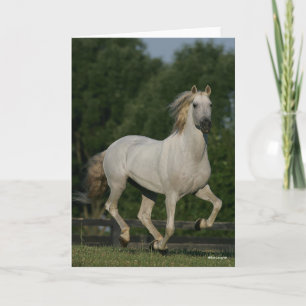 Carte Bob Langrish   Gray Andalucian Running