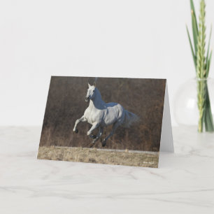 Carte Bob Langrish   Gray Andalucian Running