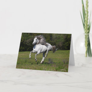 Carte Bob Langrish   Gray Andalucian Stallion Courir