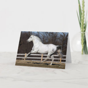 Carte Bob Langrish   Gray Andalucian Stallion Courir