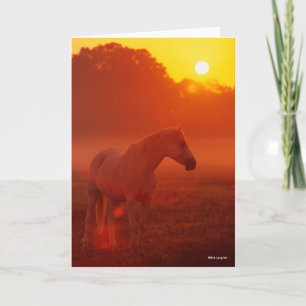 Carte Bob Langrish   Gray Arab Standing au coucher du so