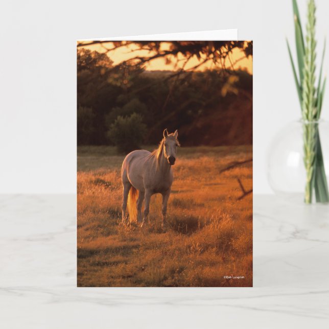 Carte Bob Langrish | Gray Arab Standing au coucher du so (Devant)