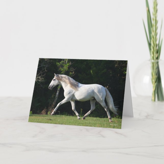 Carte Bob Langrish | Gray Lusitano Stallion (Devant)