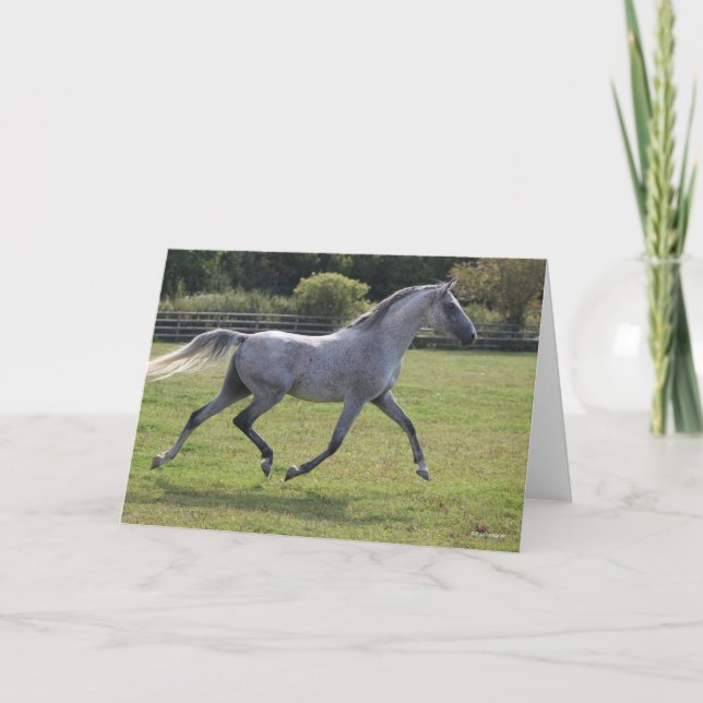 Carte Bob Langrish | Grey Arab Stallion Running Backlit (Devant)