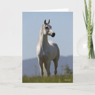 Carte Bob Langrish Grey Arab Stallion Standing