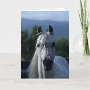 Carte Bob Langrish Grey Stallion arabe debout
