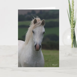 Carte Bob Langrish   Grey Welsh Pony Headshot