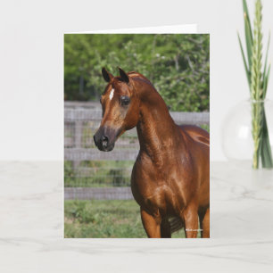 Carte Bob Langrish   Gros plan arabe Stallion debout