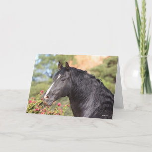 Carte Bob Langrish   Gros plan noir de Stallion andalou