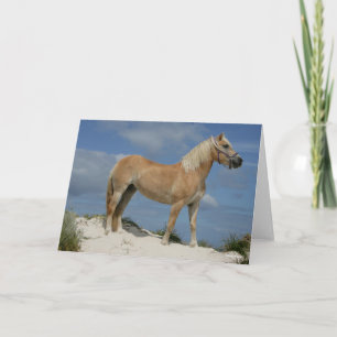 Carte Bob Langrish   Haflinger Debout Sur La Plage