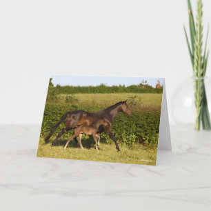 Carte Bob Langrish   Mare de sang chaud et marche du pou