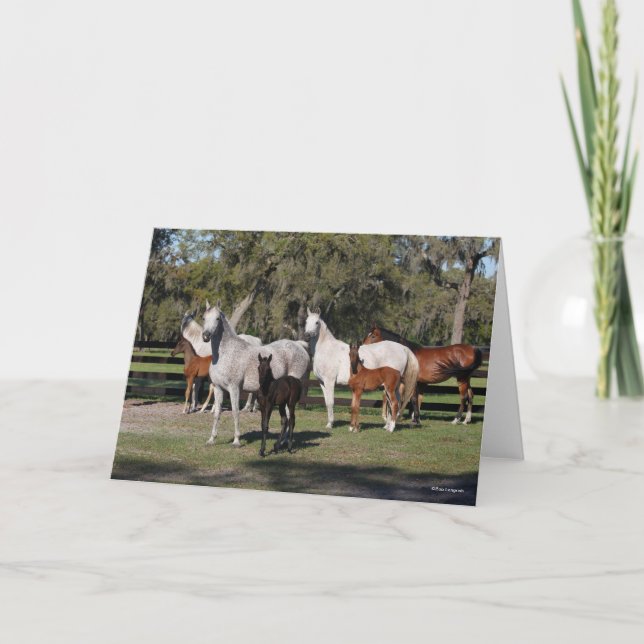 Carte Bob Langrish | Mares et poulains arabes debout (Devant)