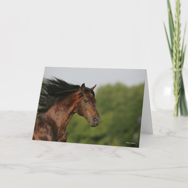 Carte Bob Langrish | Morgan Horse Capsule Flower Mane (Devant)