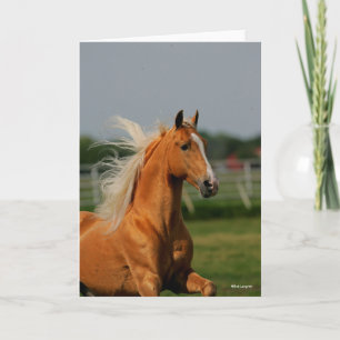 Carte Bob Langrish   Palomino Tennesee Walker Headshot