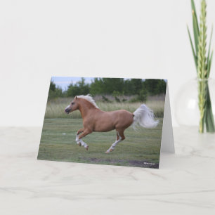 Carte Bob Langrish   Palomino Welsh Pony Running