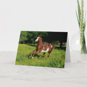 Carte Bob Langrish Pinto Oldenburg Courir en fleurs