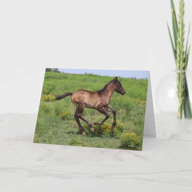 Carte Bob Langrish | Quart Horse Foal Running (Devant)