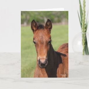 Carte Bob Langrish   Quarter Horse Foal Headshot