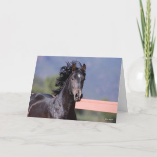 Carte Bob Langrish   Retour Casque andalou