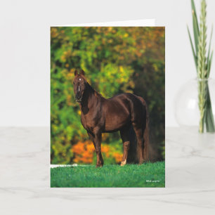 Carte Bob Langrish Rocky Mountain Horse debout Automne