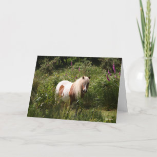 Carte Bob Langrish   Shetland Pony Debout En Fleurs