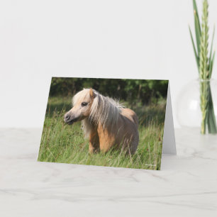 Carte Bob Langrish Shetland Pony debout en herbe longue